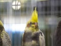 Nymphicus hollandicus Cacatuidae family standing in cage yellow cockatiel bird Royalty Free Stock Photo