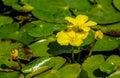 Nymphoides flowers in pond