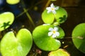 Nymphoides hydrophylla or floatingheart