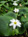 Nymphoides indica or water lily is blooming.