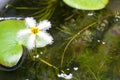 Nymphoides indica - Water Snowflake. Cambodia