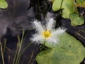 Nymphoides Indica, Water Snowflake Plant Blossoming on Kauai Island, Hawaii.