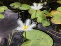 Nymphoides Indica, Water Snowflake Plant Blossoming on Kauai Island, Hawaii.