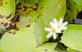 Nymphoides (Nymphoides indica) in the pond
