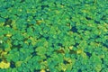 Nymphoides peltana, bogweed, marsh flower, pitcher shield leaves in water. Royalty Free Stock Photo