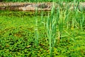 Nymphoides peltana, bogweed, marsh flower, pitcher shield leaves in water. Royalty Free Stock Photo