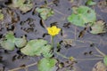 Nymphoides peltatum. Yellow floating heart flower on water. Royalty Free Stock Photo