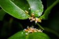 Nymphs of asian citrus psyllid on the leaves of lemon tree which also known as citrus aurantifolia. Royalty Free Stock Photo