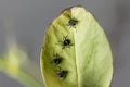 Nymphs of brown marmorated stink bugs, Halyomorpha halys Royalty Free Stock Photo