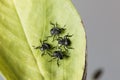 Nymphs of brown marmorated stink bugs, Halyomorpha halys Royalty Free Stock Photo