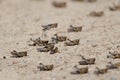 Nymphs of Moroccan locust.