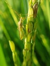 Adult of Rice bugs Leptocorisa acuta feed by inserting their needlelike mouthparts into new leaves, tender stems and
