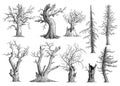 Dead tree collection illustration, drawing, engraving, ink, line art, vector Royalty Free Stock Photo