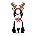 Cute Boston Terrier With Reindeer Antler And Bow.