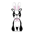 Cute Boson Terrier in bunny ears. Easter Illustration - vector