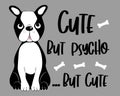 Cute but psycho...but cute -funny text with Boston terrier. Royalty Free Stock Photo