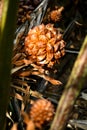 Nypa fruticans flowers and seeds Royalty Free Stock Photo