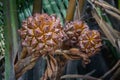 Nypa fruticans Wurmb on tree. Nipa palm seed. Royalty Free Stock Photo