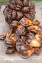 nypa palm fruit in Thailand, close up of nypa seed in nature Royalty Free Stock Photo