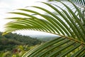 Nypa Palm Leaves in Nature Royalty Free Stock Photo