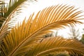 Nypa Palm Leaves in Nature Royalty Free Stock Photo