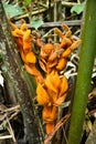 Nypah palm flower and fruits Royalty Free Stock Photo