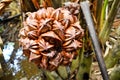 Nypah palm flower and fruits