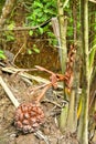 Nypah palm flower and fruits Royalty Free Stock Photo