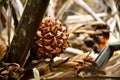 Nypah palm flower and fruits Royalty Free Stock Photo