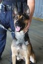 NYPD counter terrorism bureau K-9 dog providing security in New York Royalty Free Stock Photo
