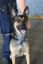 NYPD counter terrorism bureau K-9 dog providing security in New York Royalty Free Stock Photo