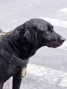 NYPD Counter-terrorism K9