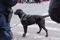 NYPD Counter-terrorism K9