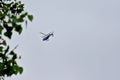 NYPD helicopter flying over Marine Park Salt Marsh Nature Trail in Brooklyn, New York