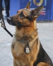NYPD transit bureau K-9 German Shepherd providing security on Broadway during Super Bowl XLVIII week