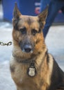 NYPD transit bureau K-9 German Shepherd providing security on Broadway during Super Bowl XLVIII week