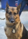 NYPD transit bureau K-9 German Shepherd providing security on Broadway during Super Bowl XLVIII week Royalty Free Stock Photo