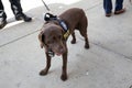 NYPDCounter-terrorism bureau K-9 dog talk during opening day Yankee Stadium Royalty Free Stock Photo