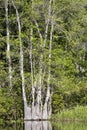 Water Tupelo coppice growing in Okefenokee Swamp, Georgia