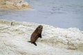 NZ Fur Seal Pup On Mud-stone Rock Edge