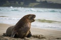 NZ Fur Seals sunning themselves on Catlins beach Royalty Free Stock Photo