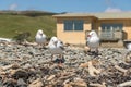 NZ Seagulls In Front Of Beach Bach Home