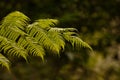 NZ Silver Fern