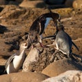 NZ Yellow-eyed Penguins or Hoiho feeding the young Royalty Free Stock Photo