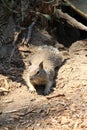 O.beecheyi ground squirrel