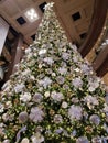 O Christmas Tree: The Magic of Festive Evergreens