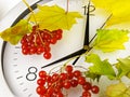 8 o`clock. Clock face, yellow leaves and viburnum