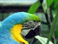 The macaw closeup