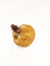 O cockroach crawling on fried bread on isolated white background, cockroach sitting on bread, cockroach eatting my food Royalty Free Stock Photo