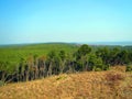 Beautiful pine trees in Neringa, Lithuania